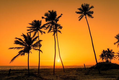 Goa — palm beach sunset