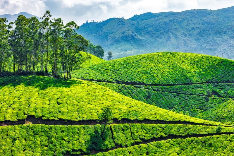 Kerala — Munnar tea plantations