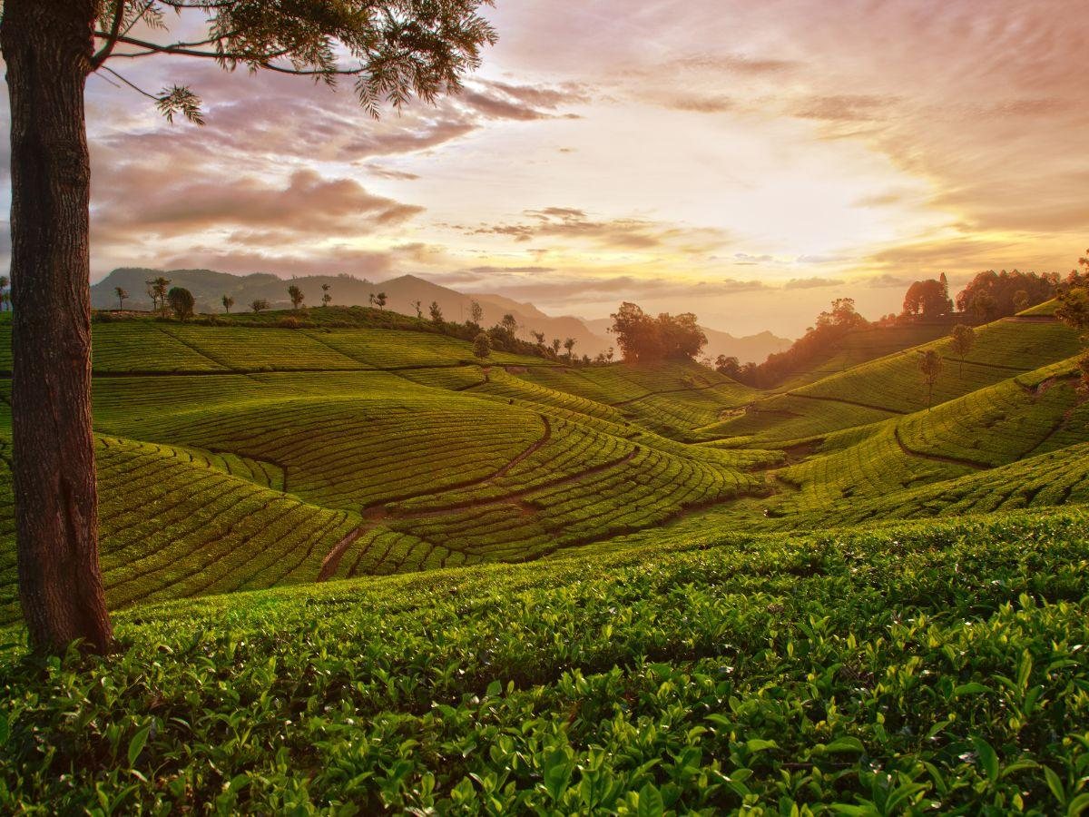 Tamil Nadu — Ooty tea gardens